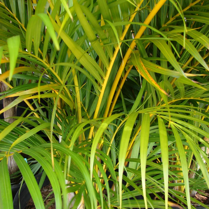 Palms & Bamboo Plants